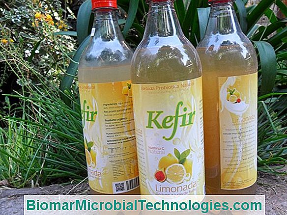 Receita De Kefir, Bebida Probiótica Natural