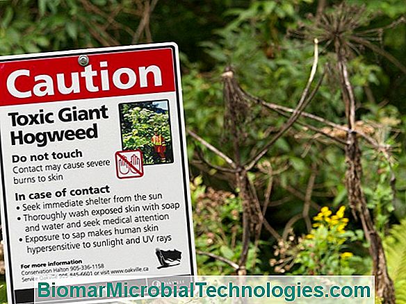 Hogweed Gigante (Heracleum Mantegazzianum), As Queimaduras Temidas