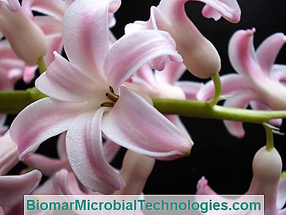 Primrose (Primula Spp.), A Flor Característica Da Primavera