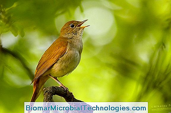 Nightingale (Luscinia Megarhynchos), Pássaro Com Música Melodiosa