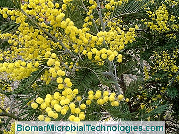 Acacia Dealbata: Mimoza De Iarnă