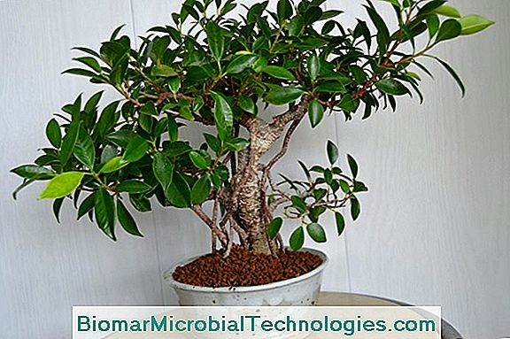 Ficus Ginseng (Ficus Microcarpa), Acemi Bonsai