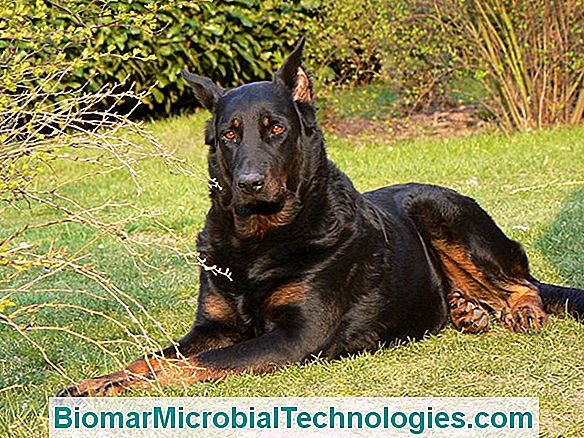 Beauceron, Berger De Beauce, Ciobanesc Francez Sau Bas-Rouge