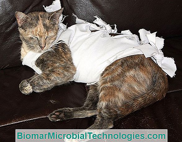 Sterilizarea Pisicii: De Ce, Avantaje, Dezavantaje