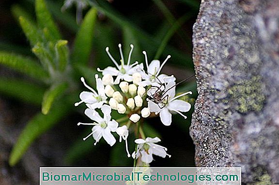 Labrador Tea: Beneficii Și Virtuți