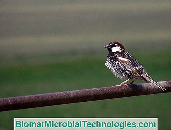 Vrabia Din Casă (Passer Domesticus), Pasărea Zonelor Urbane