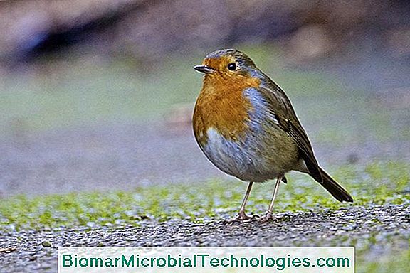 Robin (Erithacus Rubecula): Pasăre Mică Cunoscută Din Grădinile Noastre