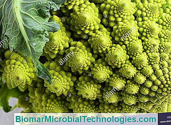 Romanesco (Brassica Oleracea Var Botrytis), Bir Elma Brokoli