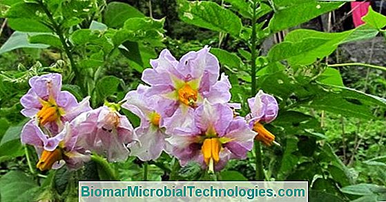 Patates (Solanum Tuberosum): Temel Gıda Sebze
