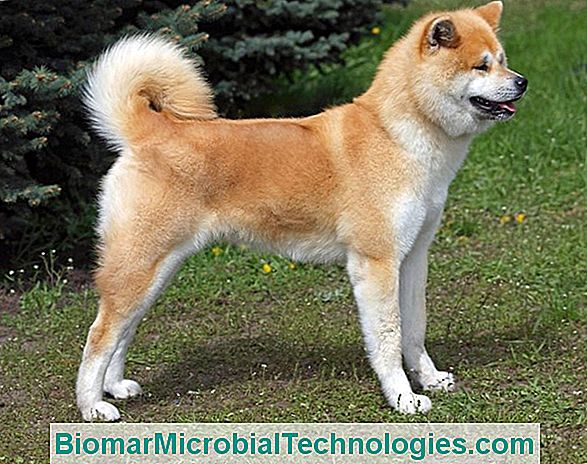 Akita Inu, Yaşlı Cins Köpek, Gerçek Peluş