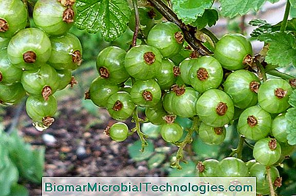 Frenküzümü Çalıları (Ribes Sanguineum): Pratik Bilgi Formu
