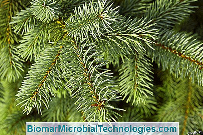 Choosing The Right Christmas Tree �� The Site Of The Practical Gardening. 2024