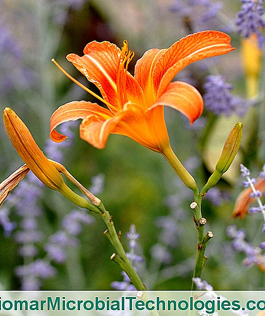 Taglilien teilen - rücken Blüte Taglilie