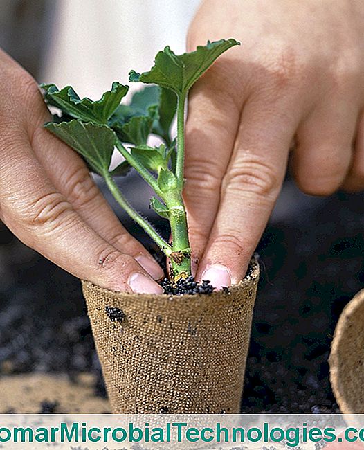 Os bons gestos do jardineiro em agosto - agosto Estacas Pelargonium