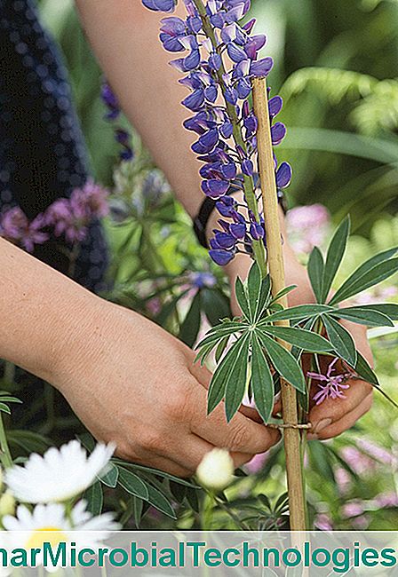 Os bons gestos do jardineiro em agosto - jardineiro