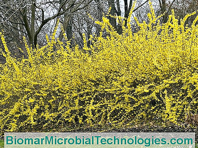 Dobre geste vrtlara u veljači - veljači patuljasti forsythia u cvatu