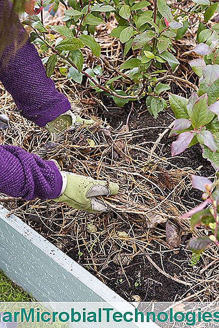 Palha toda a terra nua - terra Solo, mulching, em, a, jardim cozinha