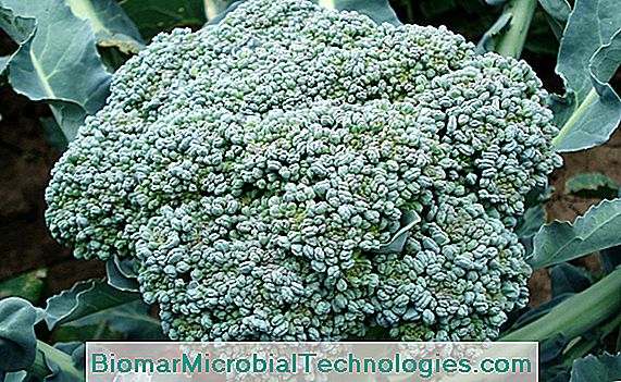 Cultivation of broccoli cabbage (Brassica oleracea italica) in the vegetable garden