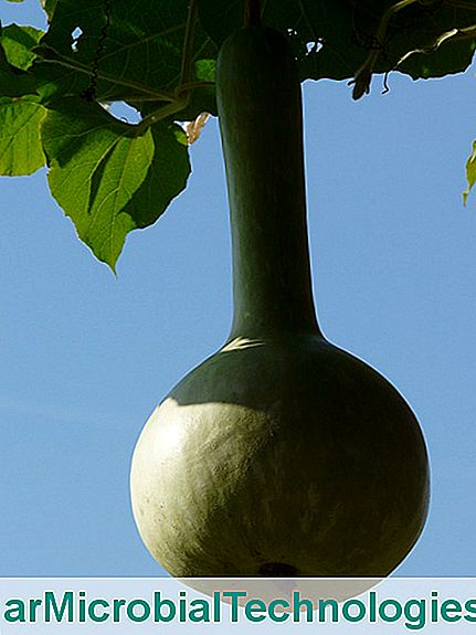 Tykwa (Lagenaria siceraria): pielęgnacja plantacji