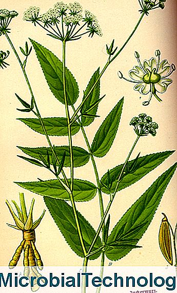 Chervis (Sium sisarum)