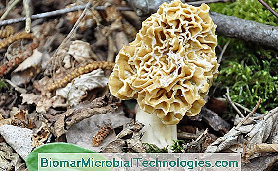 Morel, rijetka i popularna gljiva