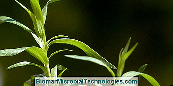 Tarragonul (Artemisia Dracunculus), Vărul Aromatic Al Pergamentului