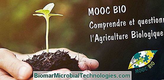 MOOC-ok, akik megtudják a biokertészet, a botanika, az ökológia...
