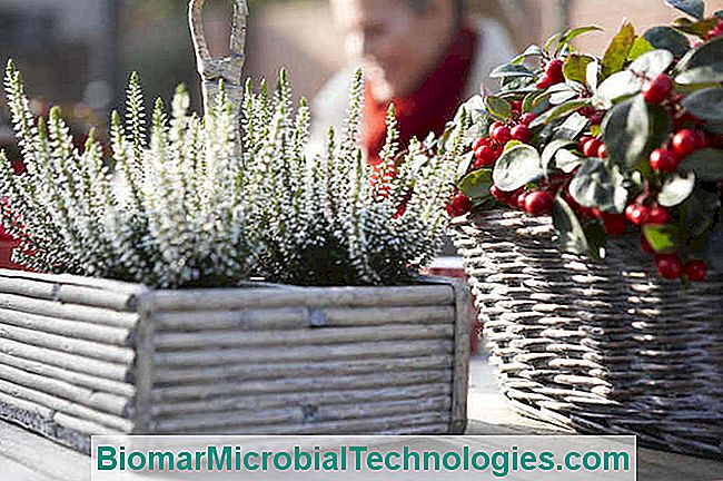 Un Balcone Verde Anche In Inverno