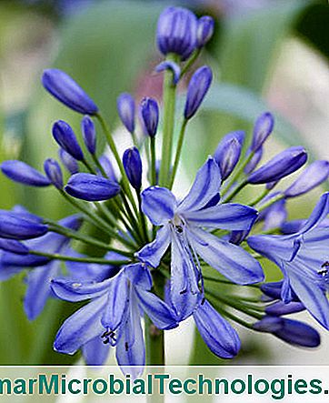 agapanthus