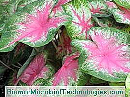 1331133179caladium