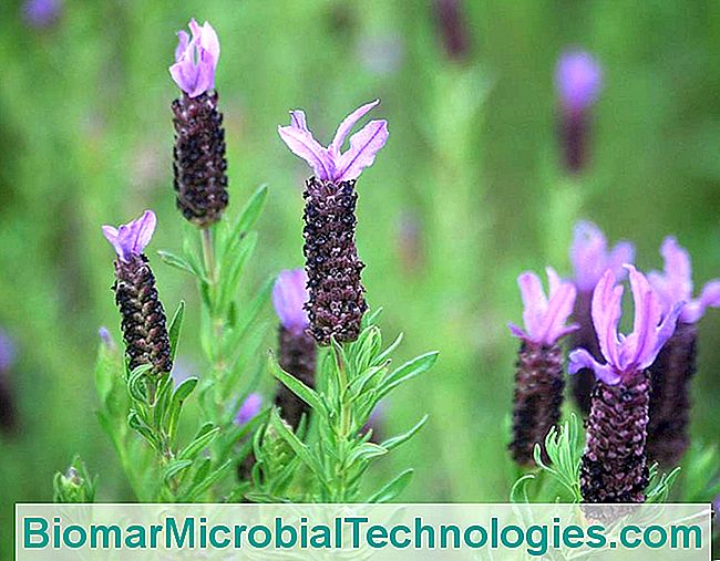 Flores de lavanda francesa recién abriéndose.