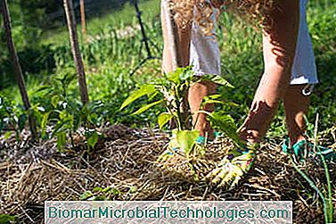 compost fertilizante permacultura