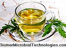 Verbena herbal tea benefits