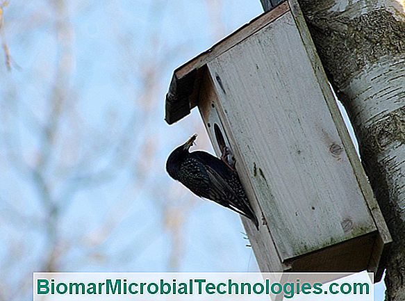 Machen Sie ein Vogelhaus oder ein Vogelhaus