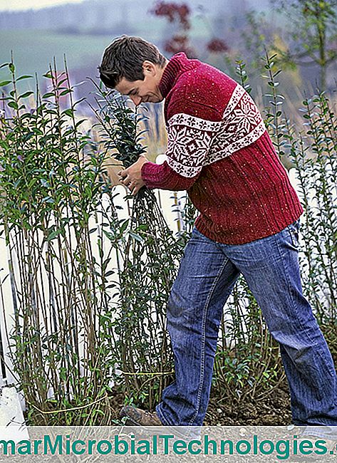 Plant a hedge: step 5