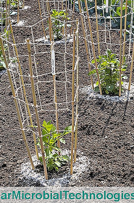 Dahlias ve sümüklü böcek