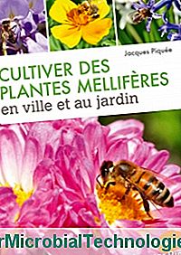 Öt növény egy méhbarát kertre - Jacques