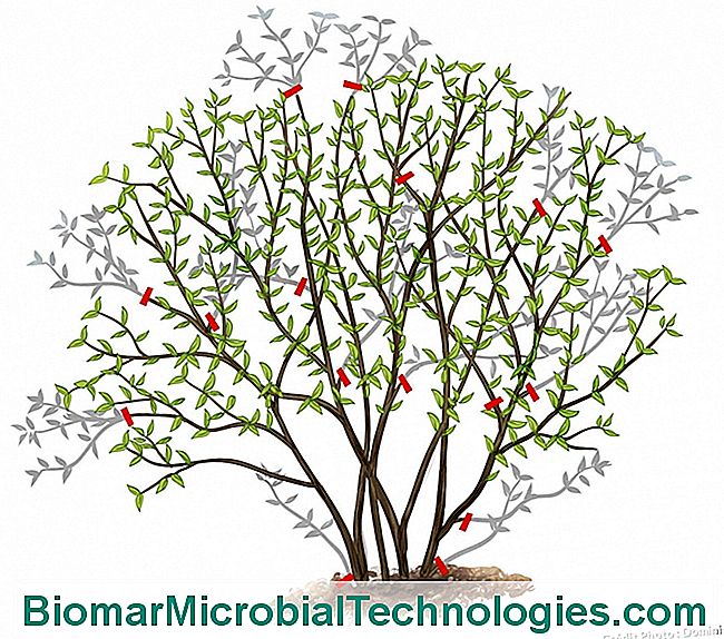 How To Prune Japanese Quince 💫 The Site Of The Practical Gardening. 2024