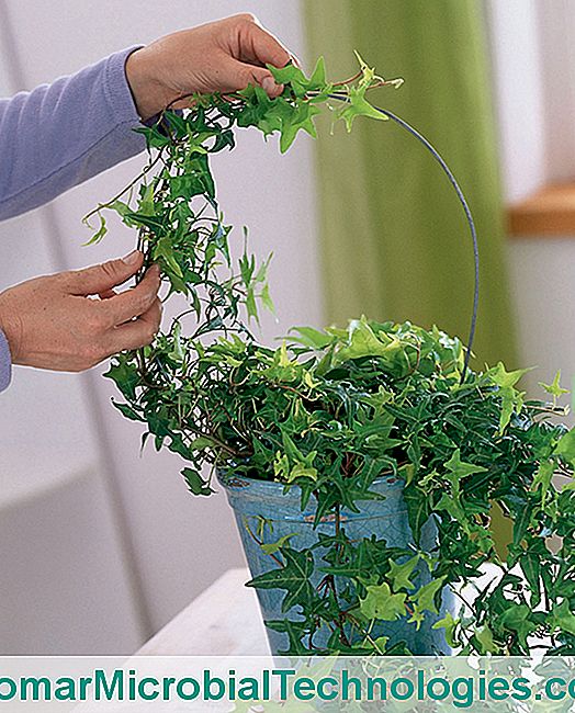 Husplanter: Hemmelighederne til at helbrede dem hele året rundt - hele House plant staking