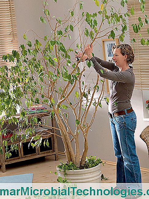 Husplanter: Hemmelighederne til at helbrede dem hele året rundt - skal Beskæring ficus, houseplants