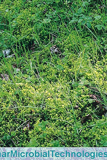 Grass Moss: Wie man es leicht beseitigt? - moss Schaum auf dem Rasen