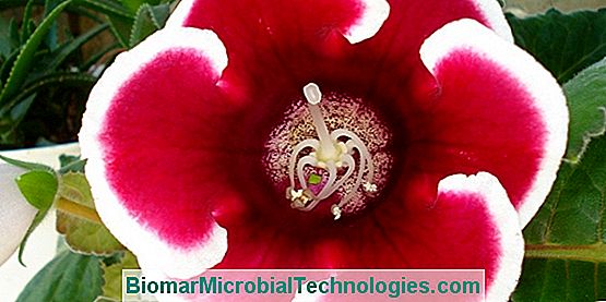 Gloxinia Blomsterhandlere (Sinningia Speciosa) Eller Elegant Gloxinia