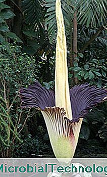 La flor más grande del mundo: Arum Titan.