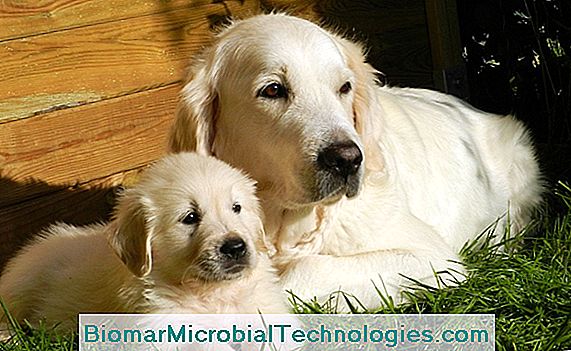 Vermifuge for hunde og hvalpe: hvorfor deworming dit kæledyr?