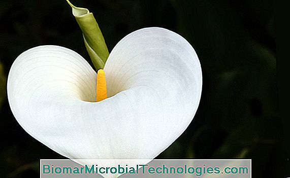 Arum (zantedeschia), hvid blomst i haven