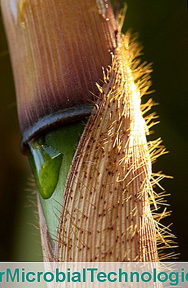 Fargesia robusta, niet-markerende bamboe die bestand is tegen zon en droogte