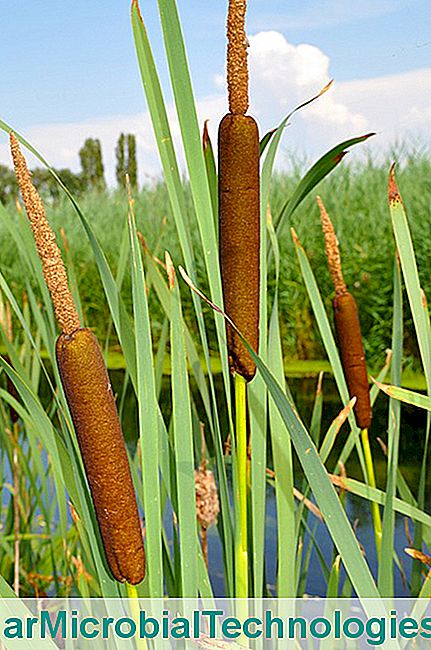 Masset (Typha), or reed of the ponds