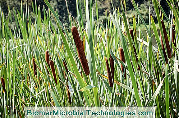 Masset (Typha), or reed of the ponds