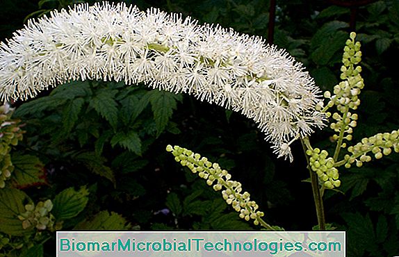 Cimicifuga (Actaea simplex) ili srebrna svijeća: sadnja, uzgoj, održavanje