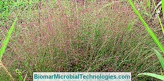 Eragrostida Brillante (Eragrostis Spectabilis), Con Espiguillas Púrpura Rosado